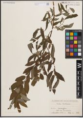 Foto von Salix caprea L. x Salix viminalis L.